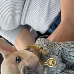 French Bulldog Puppies from Heartfelt Kennels