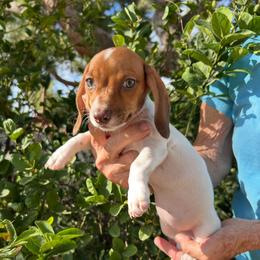 Penny - Piebald female Dachshund puppy in Norco, California from Norco dachshunds