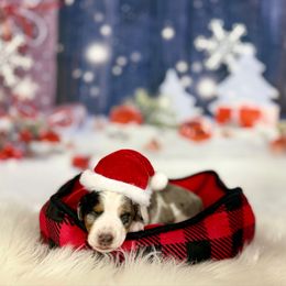 Margery - Dapple female Dachshund puppy in Westport, Kentucky from Lonestar Creek Farm