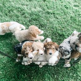 Bernedoodle and Poodle Puppies from SoFun Doodles & Poodles