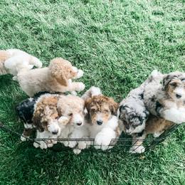 Bernedoodle and Poodle Puppies from SoFun Doodles & Poodles