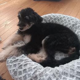 Sugar - Phantom female Bernedoodle puppy in Fairfield, Illinois from Positively Doodles