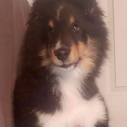 Shetland Sheepdog Puppies from Pixie Isle Shetland Sheepdogs