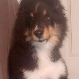 Shetland Sheepdog Puppies from Pixie Isle Shetland Sheepdogs