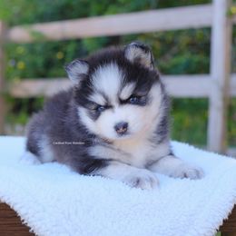 Noah - Black and white male Pomsky puppy in Boca Raton, Florida from Cardinal Point Pomskies