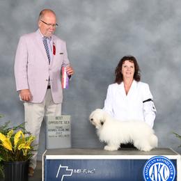 Rosy - Coton de Tulear