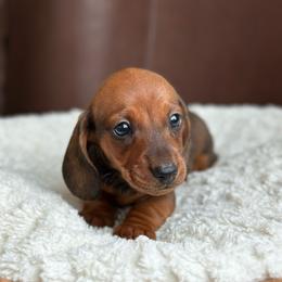 Aramis - Red male Dachshund puppy in Crystal, Michigan from Mare-Bella Smoothcoat Edition