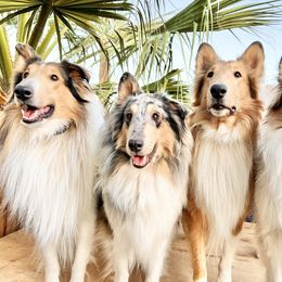 Collie All Grown Up from River Spirit Collies