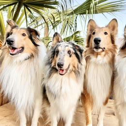 Collie All Grown Up from River Spirit Collies