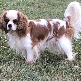 Nikki - Cavalier King Charles Spaniel