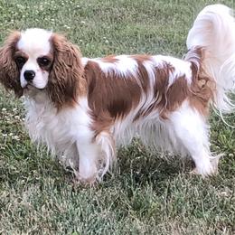 Nikki - Cavalier King Charles Spaniel