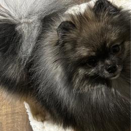 Manny - Pomeranian