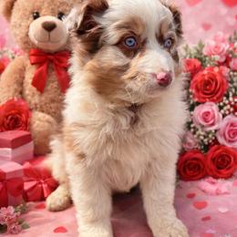 Prancer - Red merle female Australian Shepherd puppy in Albany, Kentucky from Blue Creek Aussies