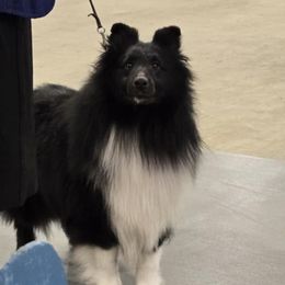 Shetland Sheepdogs from Buehneman Shelties