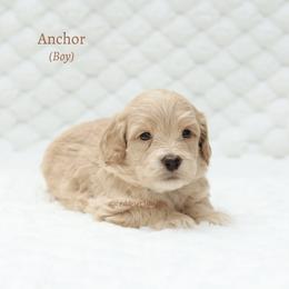 Anchor - Apricot male Australian Labradoodle puppy in Hurricane, Utah from Red Desert Doodles
