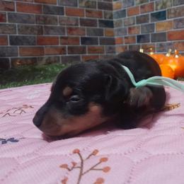 Franklin - Black and tan male Miniature Pinscher puppy in Baton Rouge, Louisiana from Pike's Pups