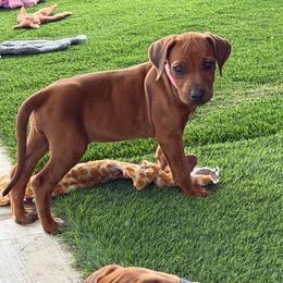 Scout - Rd whtn blk nose female Rhodesian Ridgeback puppy in Montgomery, Texas from Timber Ridge Kennels