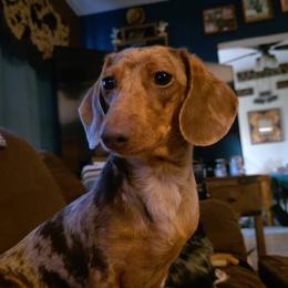 Raya - Dachshund