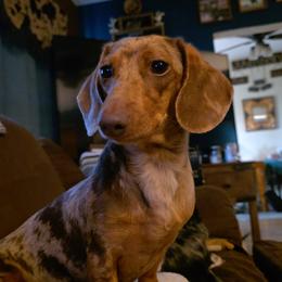 Raya - Dachshund