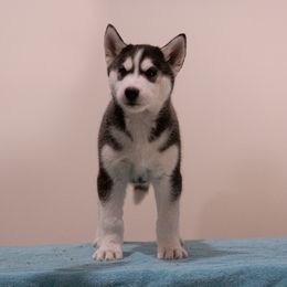"Past puppy (Jigs X Naava)" Siberian Husky Puppies from Ivie Huskies