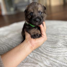 Lime Green Boy - Sable male German Shepherd puppy in Rensselaer Falls, New York from Von Dem Flussufer