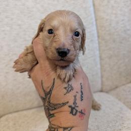 Amos - Cream male Dachshund puppy in Barnard, Missouri from KB Doxies