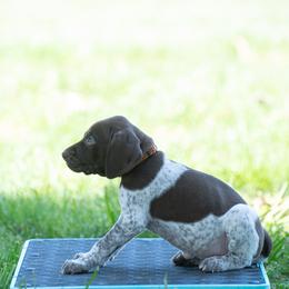 German Shorthaired Pointer and Vizsla Puppies from Nosam Kennels