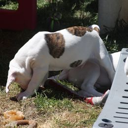 American Bulldog Puppies from Ferocia Kennels