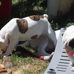 American Bulldog Puppies from Ferocia Kennels