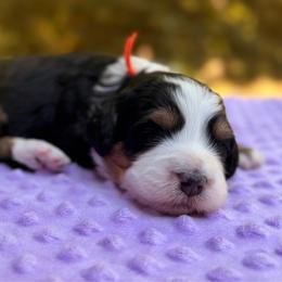 May - Tri-color female Bernedoodle puppy in Sandy, Oregon from MC Doodles