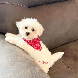 Titus - White male Maltese puppy in Paden, Oklahoma from Logan's Perfect Puppies