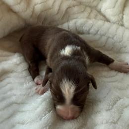 Girl 1 - female Toy Australian Shepherd puppy in Lumberton, Mississippi from Talowah Aussies