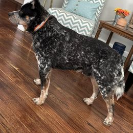 Australian Cattle Dog All Grown Up from McCalls Cattle Dogs