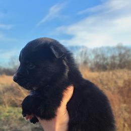 Jingle - Black & white female Australian Shepherd puppy in Spartanburg, South Carolina from Squirrelytail Farms