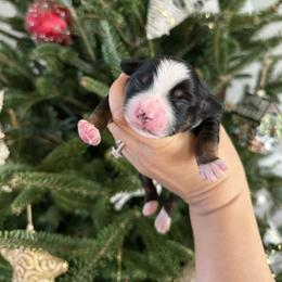 Charlie - Black tri male Miniature Australian Shepherd puppy in Goldsboro, North Carolina from Maple Ridge Farm