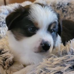 Aussiedoodle and Miniature Australian Shepherd Puppies from Cane Creek Aussies
