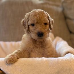 Carter - Apricot male Goldendoodle puppy in Fayetteville, Arkansas from Mountain Grove Doodles