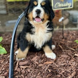Bernese Mountain Dog Puppies from Faith’s Bernese