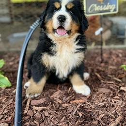 Bernese Mountain Dog Puppies from Faith’s Bernese