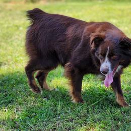 Yoyo - Miniature Australian Shepherd