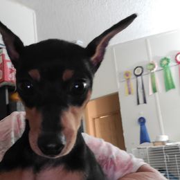 Billy - Miniature Pinscher
