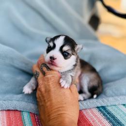 Patriot - Black and white male Pomsky puppy in Yavapai County, Arizona from Pawsh Pomskies