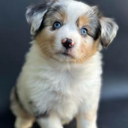 Chloe - Blue merle female Miniature Australian Shepherd puppy in Luling, Texas from Little Wood Toy and Mini Aussies
