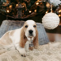 Basset Hound and Dalmatian Puppies from Lazy B Bassets and Dalmatians