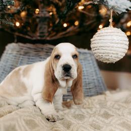 Basset Hound and Dalmatian Puppies from Lazy B Bassets and Dalmatians