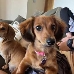 Dachshund All Grown Up from Mueller’s Mini Dachshunds