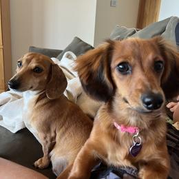 Dachshund All Grown Up from Mueller’s Mini Dachshunds