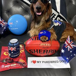 Dachshund All Grown Up from Rare Treat Dachshunds