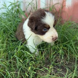 Red tri male - Red tri-color male Australian Shepherd puppy in Hubbard, Texas from Poston Paddock Aussies LLC