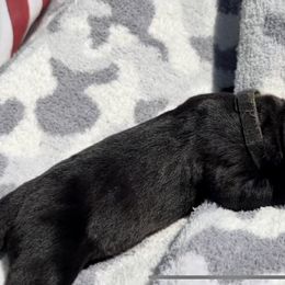Rocket - Black Cane Corso puppy in Asheville, North Carolina from War Dogs